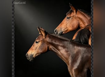 Oldenburger Springpaard, Hengst, Veulen (04/2026), Roodbruin