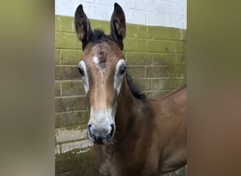 Oldenburger Springpaard, Hengst, veulen (05/2024), Schimmel