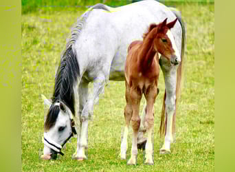 Oldenburger Springpaard, Hengst, veulen (05/2023), Schimmel