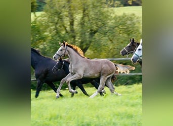 Oldenburger Springpaard, Hengst, veulen (05/2023), Schimmel