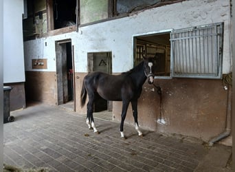 Oldenburger Springpaard, Hengst, Veulen (01/2025)