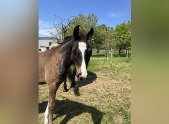 Oldenburger Springpaard, Hengst, 