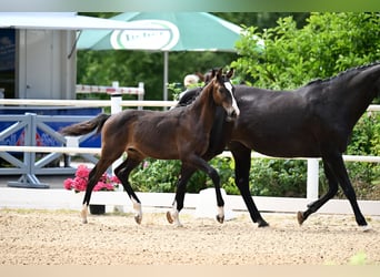 Oldenburger Springpaard, Hengst, Veulen (01/2025)