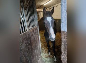 Oldenburger Springpaard, Hengst, Veulen (01/2025)