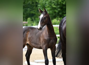 Oldenburger Springpaard, Hengst, Veulen (01/2025)
