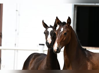 Oldenburger Springpaard, Hengst, Veulen (01/2025)