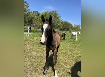 Oldenburger Springpaard, Hengst, 