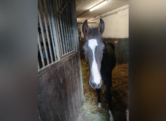 Oldenburger Springpaard, Hengst, Veulen (01/2025)