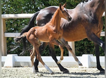 Oldenburger Springpaard, Hengst, Veulen (06/2026)