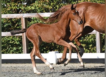 Oldenburger Springpaard, Hengst, Veulen (06/2026)