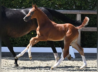 Oldenburger Springpaard, Hengst, Veulen (07/2026)