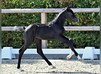 Oldenburger Springpaard, Hengst, Veulen (06/2026)