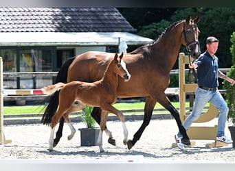 Oldenburger Springpaard, Hengst, , Vos