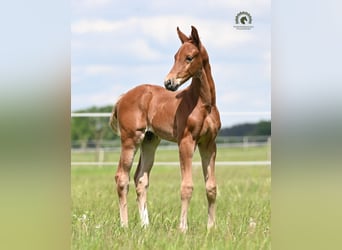 Oldenburger Springpaard, Hengst, Veulen (04/2026), Vos