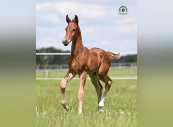 Oldenburger Springpaard, Hengst, Veulen (04/2026), Vos