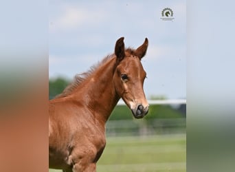 Oldenburger Springpaard, Hengst, Veulen (04/2026), Vos