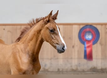 Oldenburger Springpaard, Hengst, veulen (06/2024), Vos