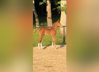 Oldenburger Springpaard, Hengst, , Vos