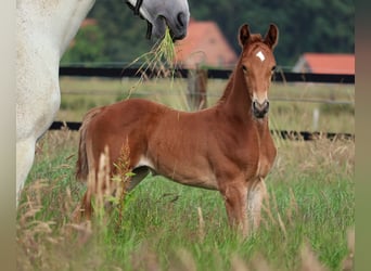 Oldenburger Springpaard, Hengst, Veulen (05/2026), Vos
