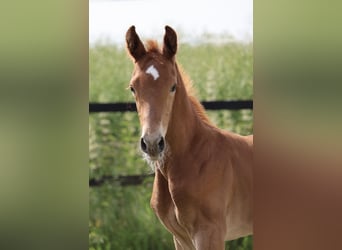 Oldenburger Springpaard, Hengst, Veulen (05/2026), Vos