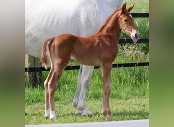 Oldenburger Springpaard, Hengst, Veulen (05/2026), Vos