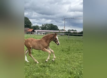 Oldenburger Springpaard, Hengst, Veulen (04/2026), Vos