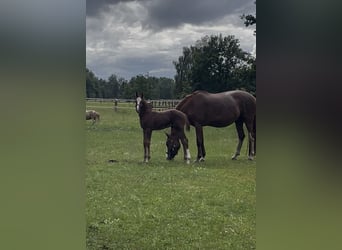 Oldenburger Springpaard, Hengst, Veulen (04/2026), Vos