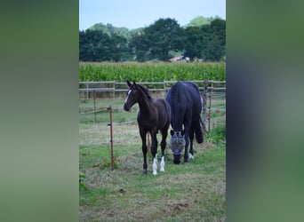 Oldenburger Springpaard, Hengst, Veulen (04/2026), Zwart