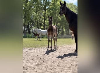 Oldenburger Springpaard, Hengst, Veulen (04/2025), Zwartbruin