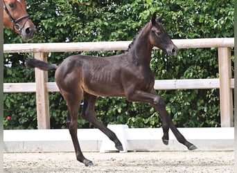 Oldenburger Springpaard, Hengst, Veulen (01/2025), Zwartschimmel