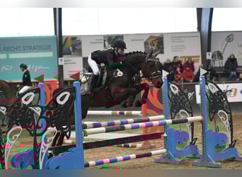 Oldenburger Springpaard, Merrie, 10 Jaar, 164 cm, Brauner