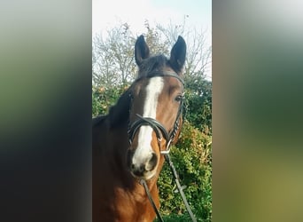 Oldenburger Springpaard, Merrie, 10 Jaar, 165 cm, Bruin