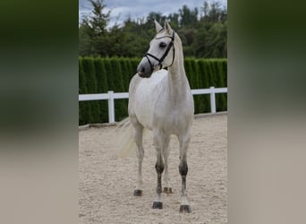 Oldenburger Springpaard, Merrie, 10 Jaar, 166 cm, Schimmel