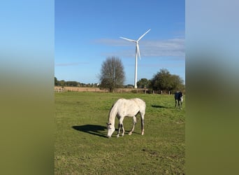 Oldenburger Springpaard, Merrie, 10 Jaar, 167 cm, Appelschimmel