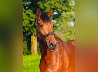 Oldenburger Springpaard, Merrie, 10 Jaar, 167 cm, Bruin