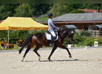 Oldenburger Springpaard, Merrie, 10 Jaar, 168 cm, Donkerbruin
