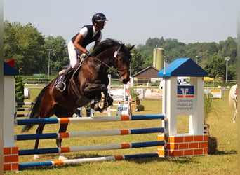 Oldenburger Springpaard, Merrie, 10 Jaar, 168 cm, Donkerbruin
