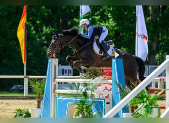 Oldenburger Springpaard, Merrie, 10 Jaar, 169 cm, Donkerbruin