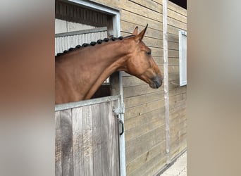 Oldenburger Springpaard, Merrie, 10 Jaar, 170 cm, Brauner