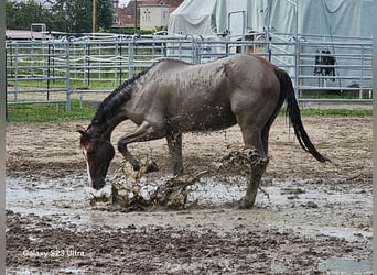 Oldenburger Springpaard, Merrie, 10 Jaar, 170 cm, Bruin