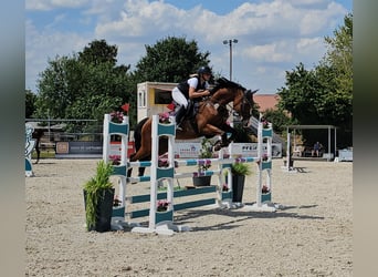Oldenburger Springpaard, Merrie, 10 Jaar, 170 cm, Bruin