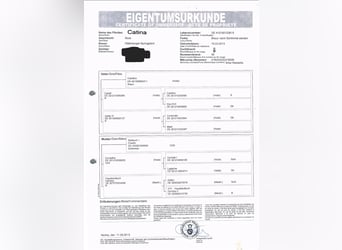 Oldenburger Springpaard, Merrie, 10 Jaar, 170 cm, Bruin