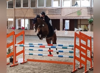 Oldenburger Springpaard, Merrie, 10 Jaar, 170 cm, Bruin