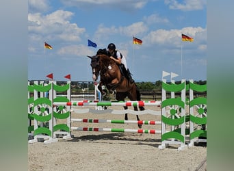 Oldenburger Springpaard, Merrie, 10 Jaar, 170 cm, Bruin