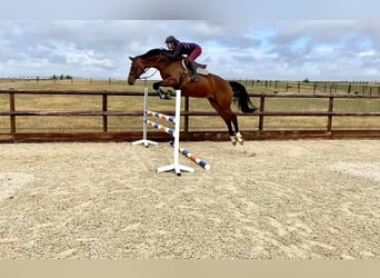 Oldenburger Springpaard, Merrie, 10 Jaar, 172 cm, Donkerbruin