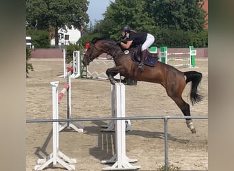 Oldenburger Springpaard, Merrie, 10 Jaar, 174 cm, Bruin