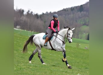 Oldenburger Springpaard, Merrie, 10 Jaar, 175 cm, Schimmel