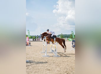 Oldenburger Springpaard, Merrie, 10 Jaar, Donkere-vos