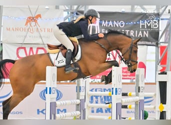 Oldenburger Springpaard, Merrie, 10 Jaar, Roodbruin