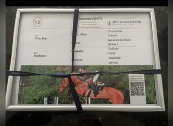 Oldenburger Springpaard, Merrie, 10 Jaar, Roodbruin